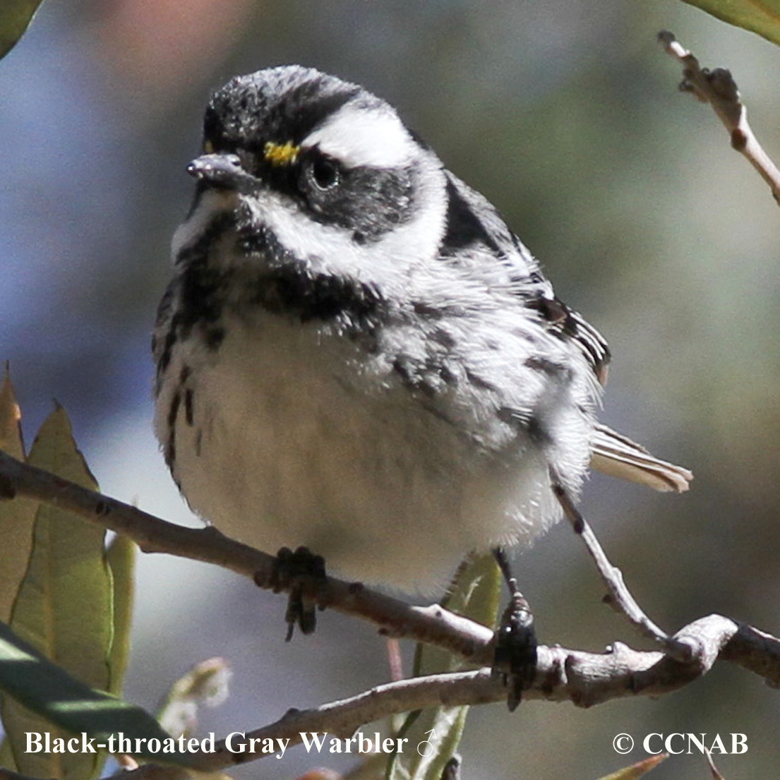 Black-throated Gray Warbler