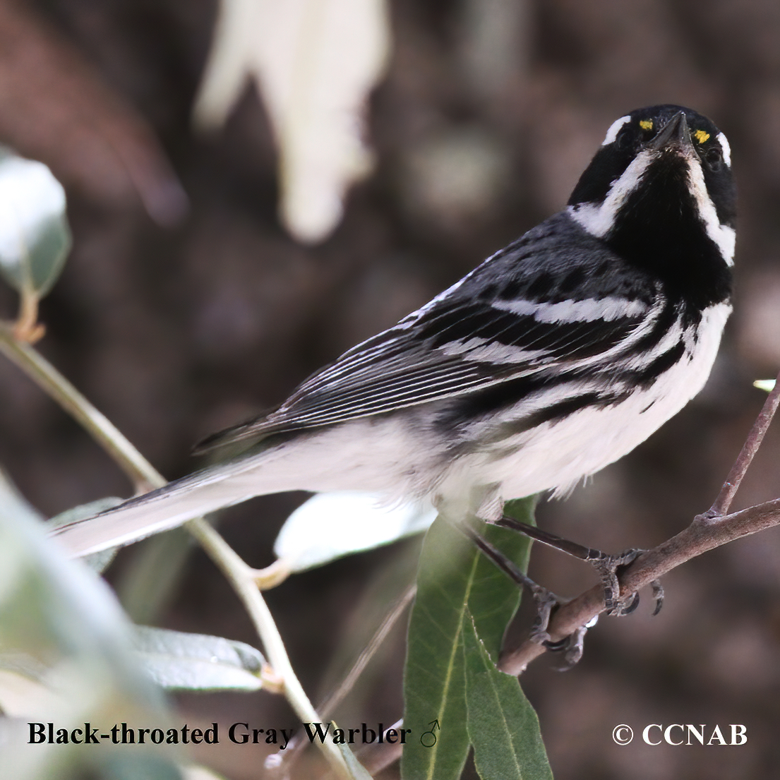 Black-throated Gray Warbler