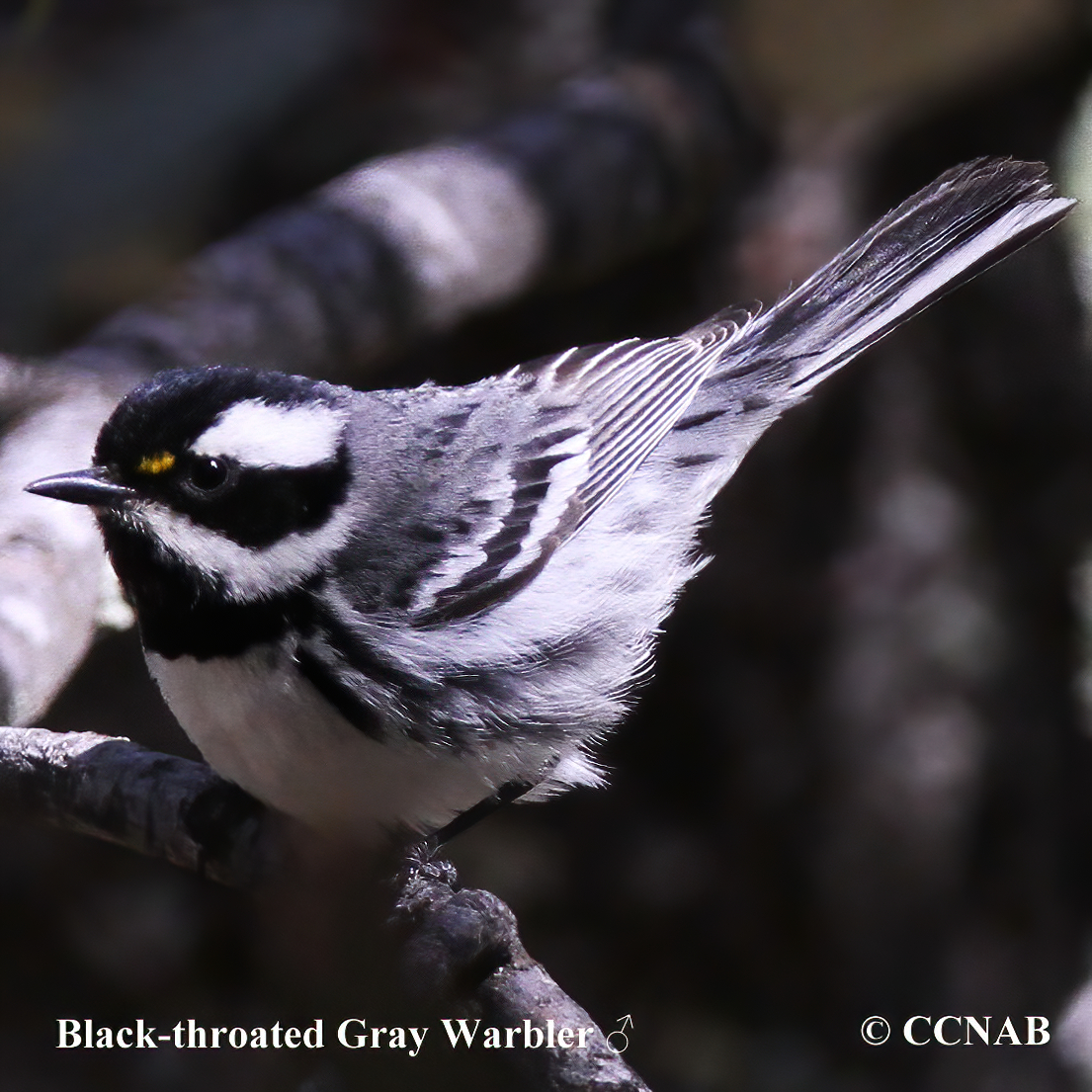 Birds of North America