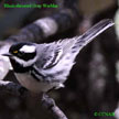 Black-throated Gray Warbler