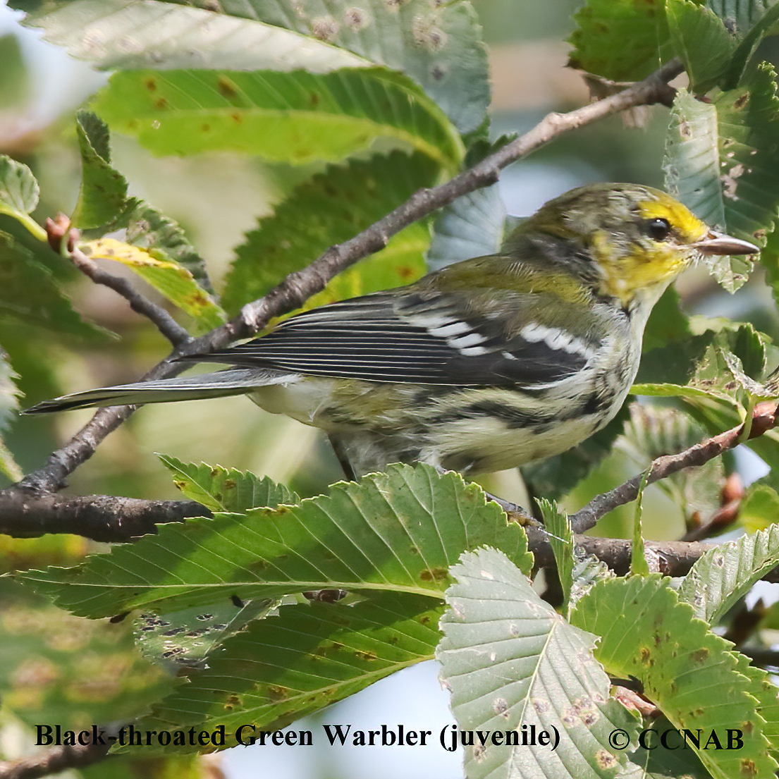 Black-throated Green Warbler