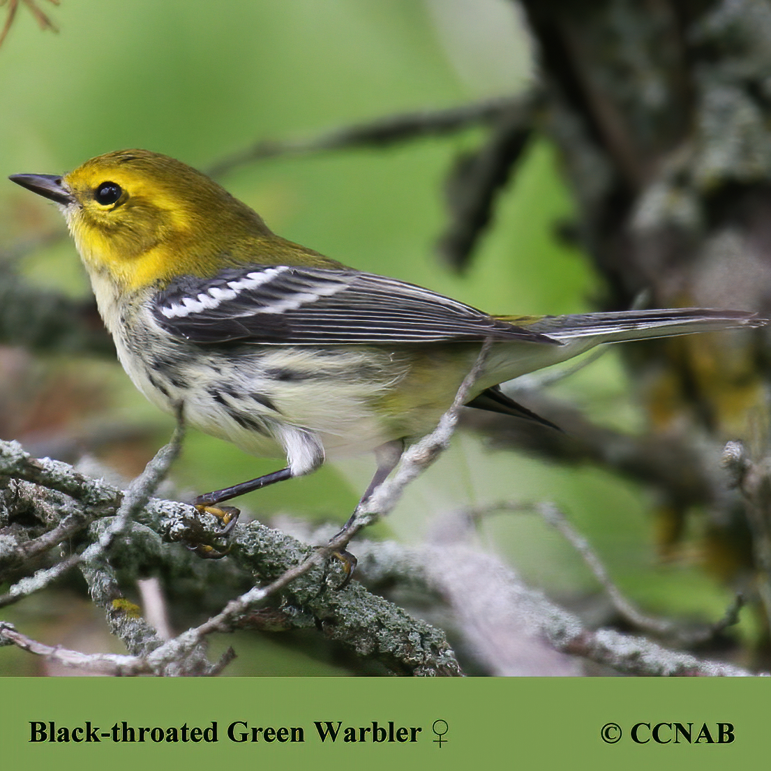 Black-throated Green Warbler