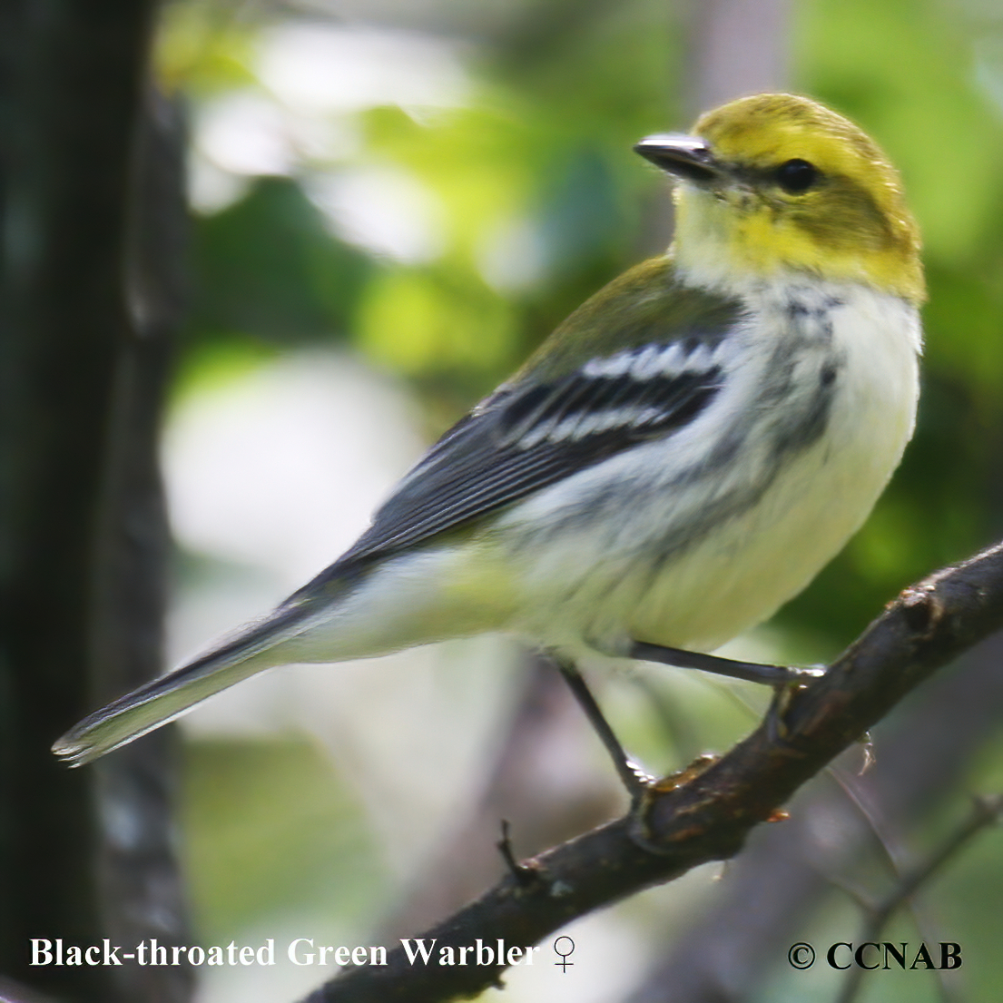 Black-throated Green Warbler