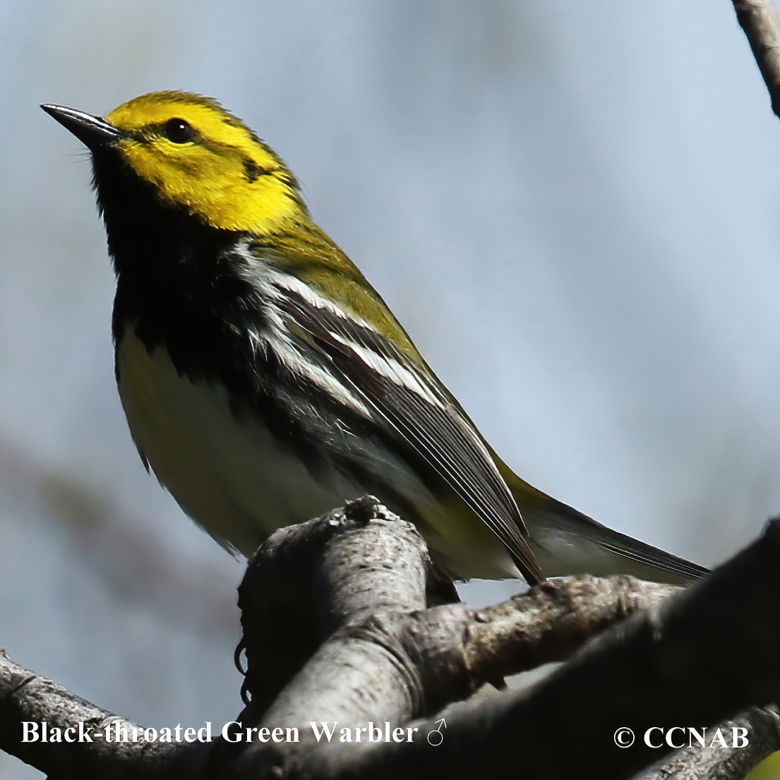 Black-throated Green Warbler