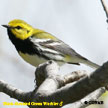 Black-throated Green Warbler range map