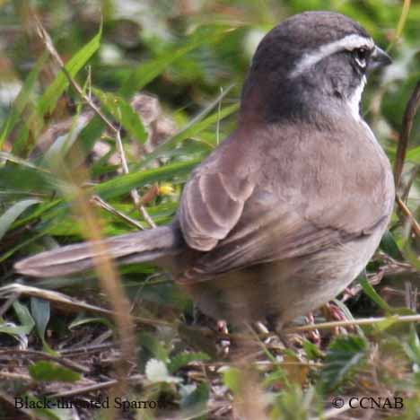 Black-throated Sparrow