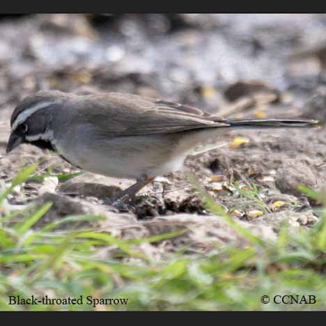 Black-throated Sparrow