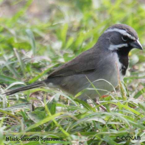 Birds of North America