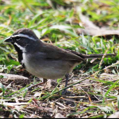 Black-throated Sparrow