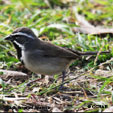 Black-throated Sparrow range map