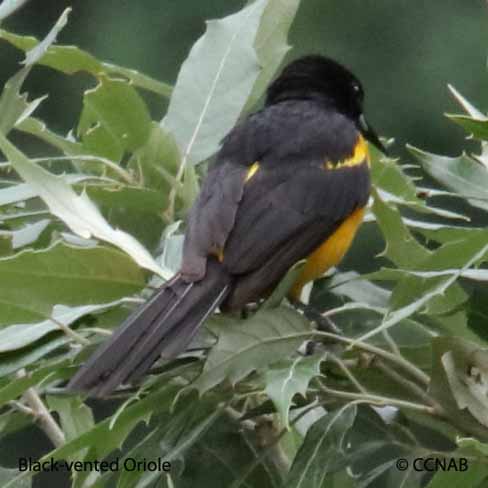 Black-vented Oriole