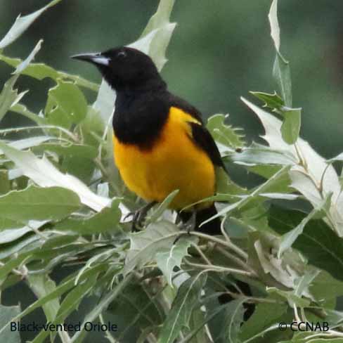 Black-vented Oriole