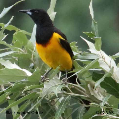 Black-vented Oriole