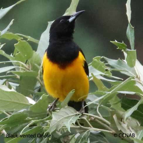 Black-vented Oriole