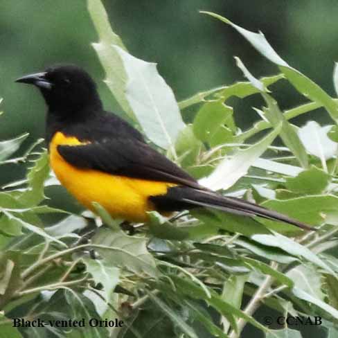 Birds of North America