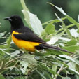 Black-vented Oriole range map