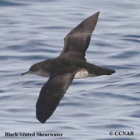 Black-vented Shearwater