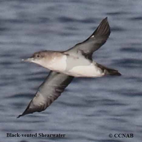 Black-vented Shearwater