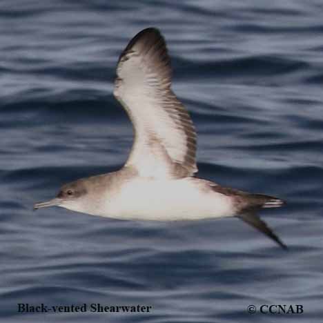 Black-vented Shearwater