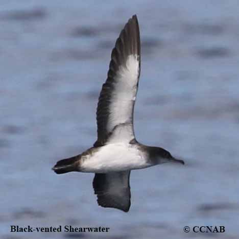 Black-vented Shearwater