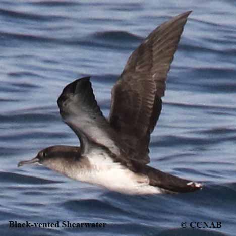 Birds of North America