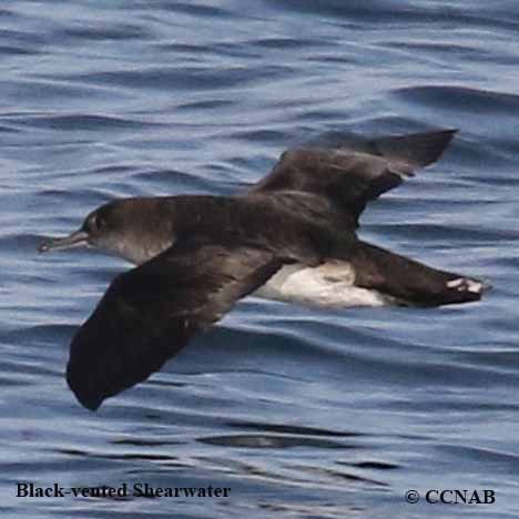 Black-vented Shearwater