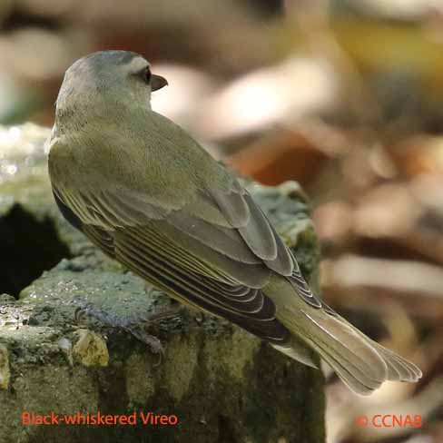 Black-whiskered Vireo