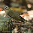 Black-whiskered Vireo range map