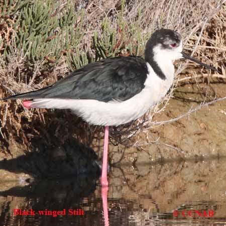 Black-winged Stilt