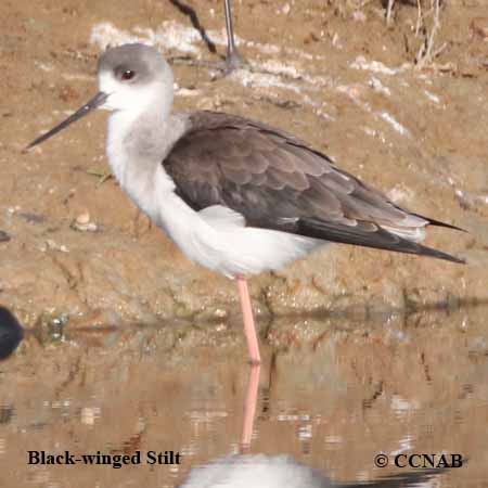 Birds of North America