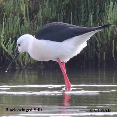 Black-winged Stilt