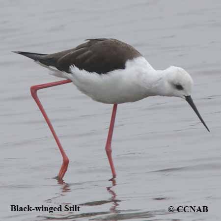 Black-winged Stilt