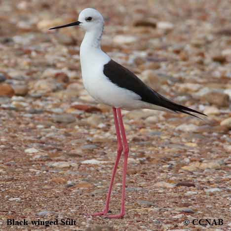 Black-winged Stilt