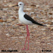 Black-winged Stilt range map