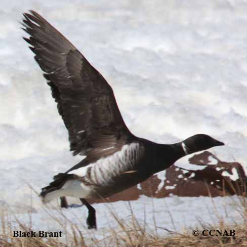 Black Brant