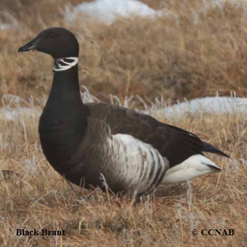 Black Brant