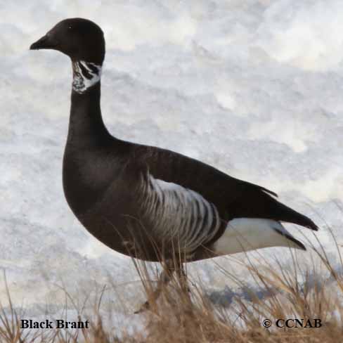 Birds of North America