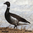 Black Brant