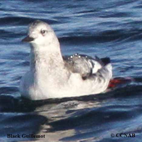 Black Guillemot