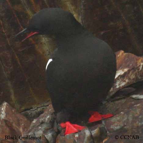 Black Guillemot