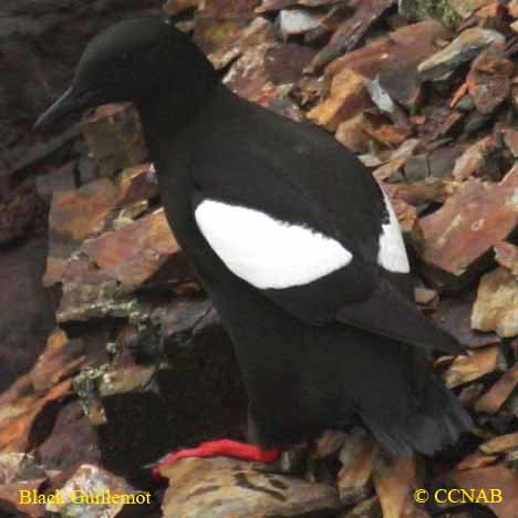 Black Guillemot