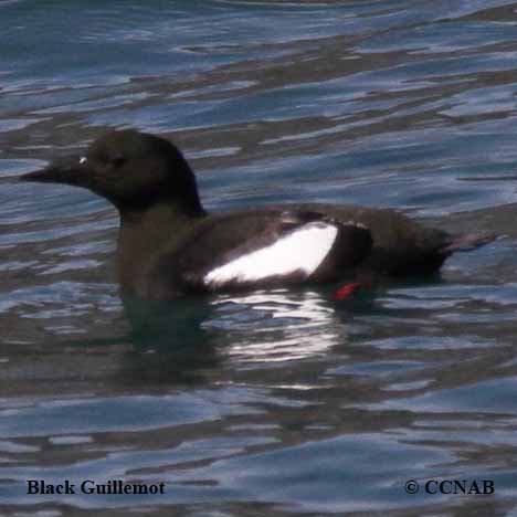 Black Guillemot