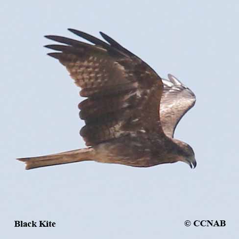 Black Kite