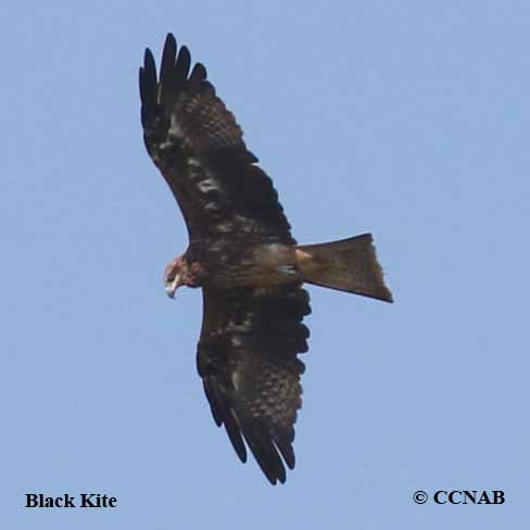 Black Kite