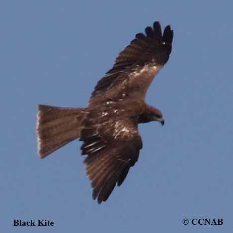 Black Kite