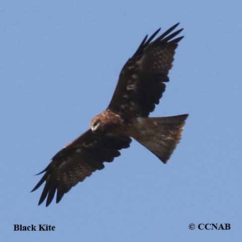 Black Kite