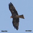 Black Kite