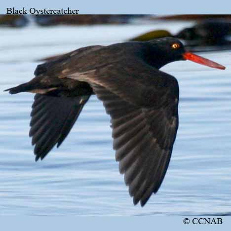 Black Oystercatcher