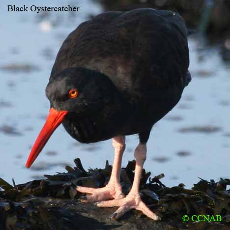 Black Oystercatcher