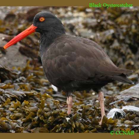 Black Oystercatcher